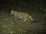Gatto selvatico