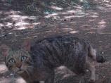 Gatto selvatico