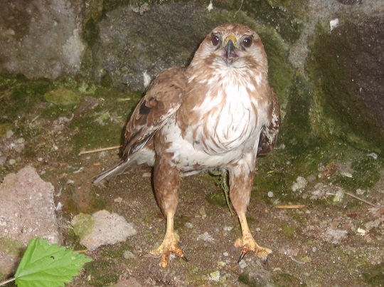 Poiana