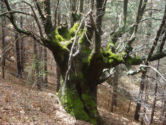 Quercia